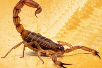 Como diminuir a proliferação do escorpião?