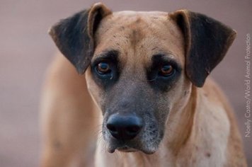 Paraguaçu terá lei para manejo humanitário de cães e gatos