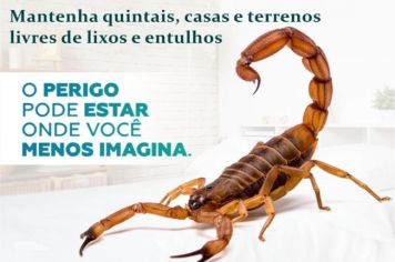 Departamento de Saúde dá dicas para prevenir acidentes com escorpiões em Paraguaçu Paulista