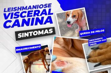 Vigilância Epidemiológica explica como a Leishmaniose Visceral Canina acomete os animais