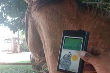 Departamento de Meio Ambiente e Agricultura faz esclarecimentos sobre utilização de Microchips em Cavalos 