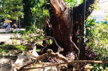 Flamboyant com risco de queda está sendo retirada na Praça da Igreja Matriz