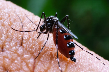 Paraguaçu contra a Dengue acontece nesta manhã na área central da cidade