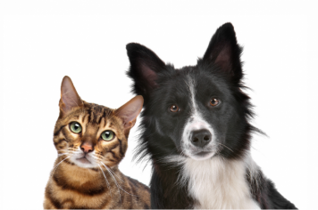 Vacinação contra raiva em cães e gatos será nesta quarta