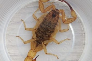 Escorpião: altas temperaturas e período de chuvas favorecem seu aparecimento
