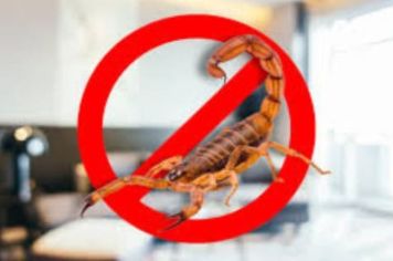 Aparecimento de escorpiões aumenta em Paraguaçu e Vigilância em Saúde alerta: veneno não é eficaz