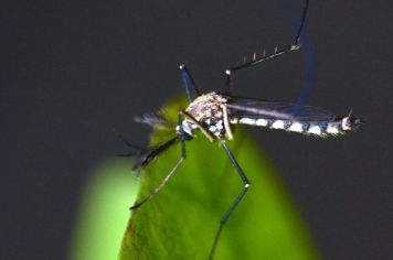 Alerta para a Dengue em Paraguaçu: Prevenção e cuidados devem se intensificar em 2025