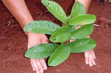 Prefeito Ediney determina e Prefeitura inicia o ano plantando mais de seis mil mudas de árvores