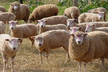 Sindicato Rural promove Dia de Campo sobre ovinocultura