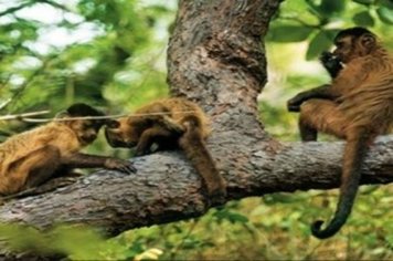 Macaco encontrado em Paraguaçu não morreu por febre amarela, aponta laudo