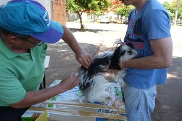 Vacinação contra a raiva em Paraguaçu segue até o dia 30 de outubro