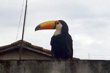 Tucano é flagrado em plena zona urbana de Paraguaçu
