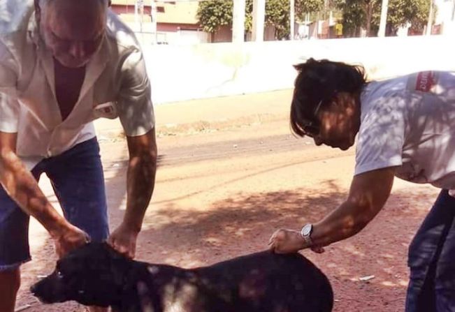 Vacinação contra raiva prossegue até sexta, no portão lateral do Departamento de Saúde de Paraguaçu