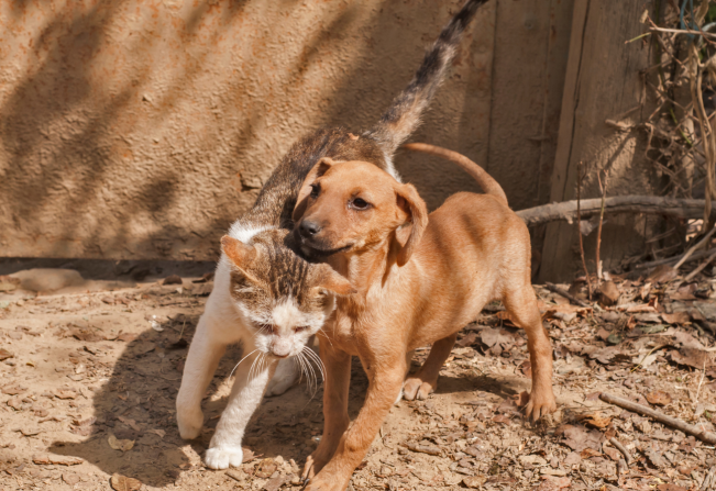 Programa prevê ampliar castração de cães e gatos