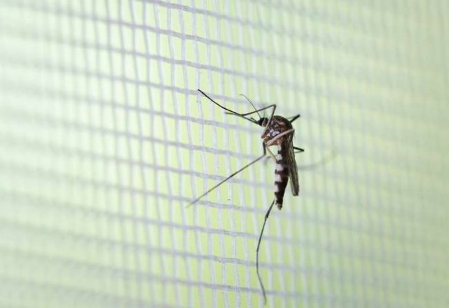 Paraguaçu tem 77 casos positivos de dengue