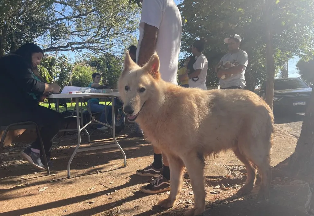 Campanha itinerante de vacinação contra a Raiva foi realizada hoje no Jardim das Oliveiras