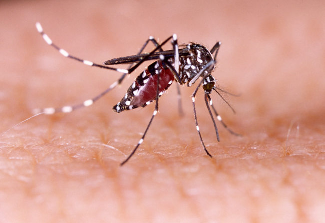 Infestação silenciosa da dengue pode agravar colapso na Saúde