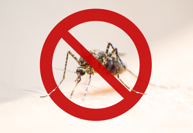 Casos de dengue podem estourar em janeiro