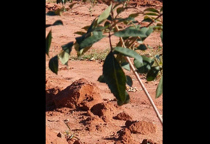 FATO: Árvore é retirada para construção de 50 casas populares, no Jardim das Oliveiras