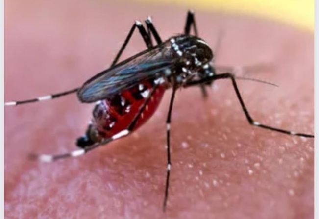 Departamento de Saúde, em parceria com Obras e Fiscalização, promove varredura e intensificação de combate ao mosquito da dengue