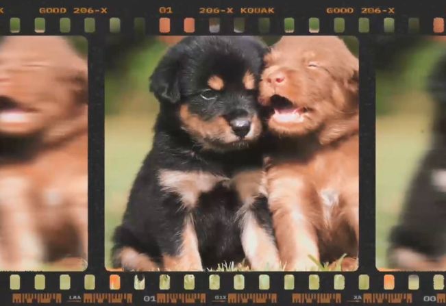 Semana Animal – Departamento de Meio Ambiente desenvolve trabalho específico com animais silvestres encontrados em Paraguaçu