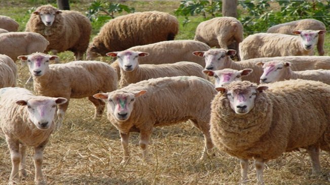 Sindicato Rural promove Dia de Campo sobre ovinocultura