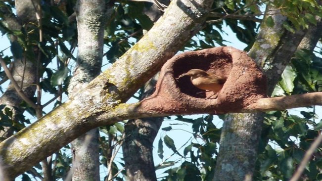 Centro de Educação Ambiental de Paraguaçu permite espaço privilegiado e contato direto com a natureza