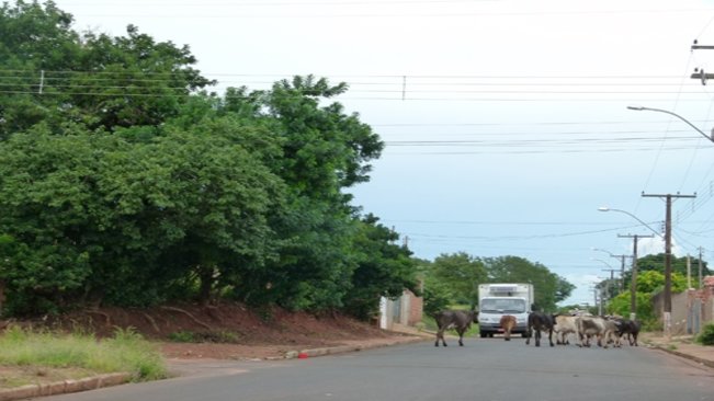 Paraguaçu terá sistema de apreensão de animais soltos pelas ruas