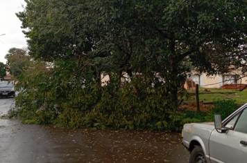 Secretaria Municipal de Obras atende ocorrência de queda de árvore no Jardim Panambi