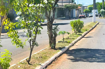 Canteiro central da Av. Bandeirantes recebe poda e limpeza geral