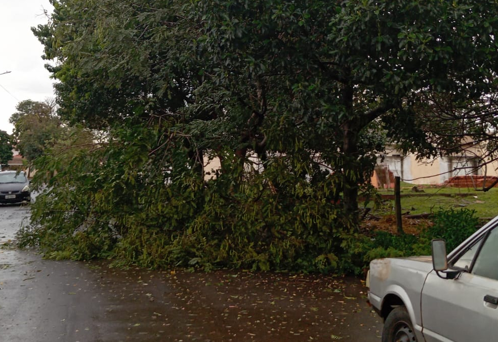 Secretaria Municipal de Obras atende ocorrência de queda de árvore no Jardim Panambi