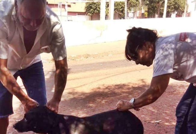 Vacinação contra raiva prossegue até sexta, no portão lateral do Departamento de Saúde de Paraguaçu