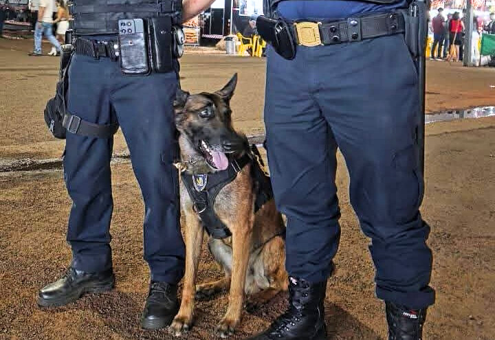 Novo cão da GCM de Paraguaçu Paulista reforça segurança e aproxima comunidade